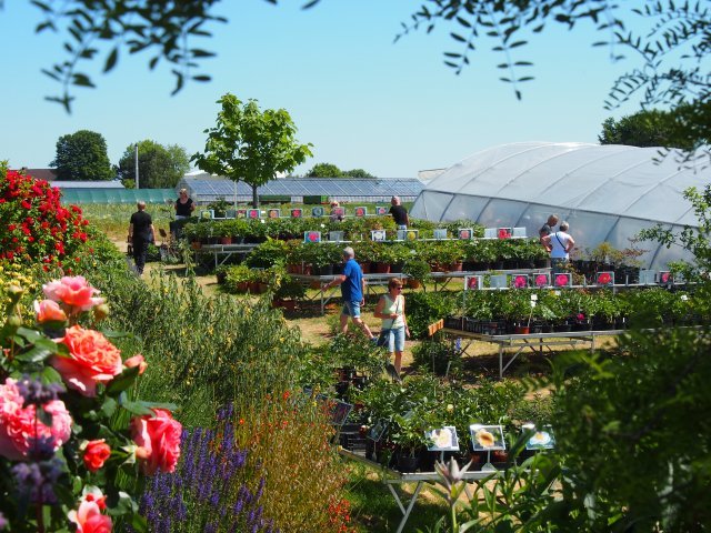 Pfingstrosen Schautage